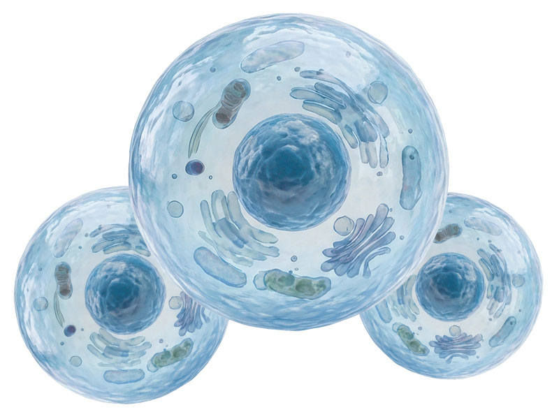 High Glutathione Healthy Cells