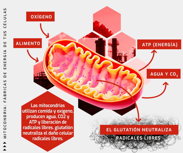 mitocondria potencia glutation para energia